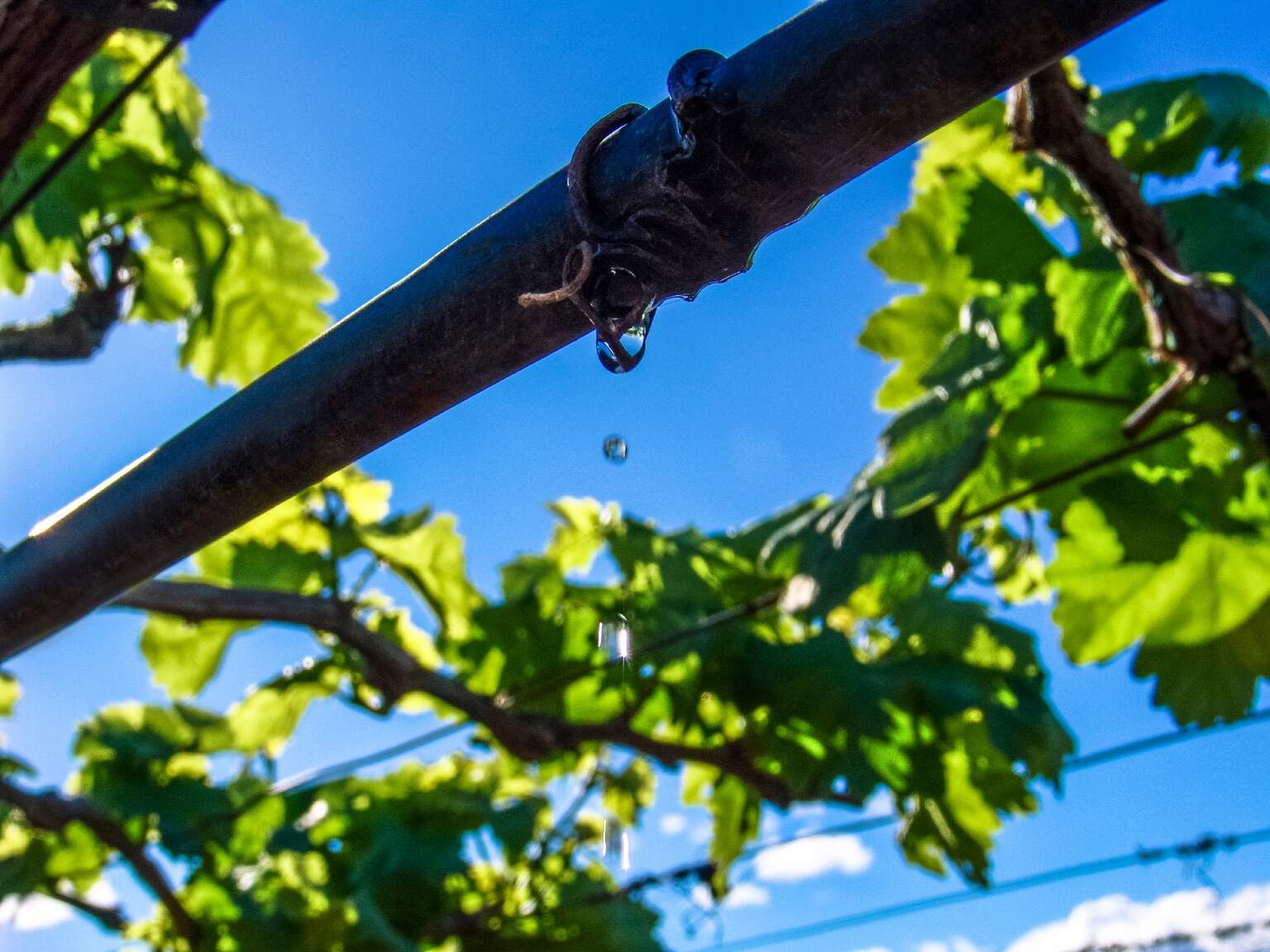 A Dachser Argentina mantém a água fluindo para as plantações de vinho na Argentina