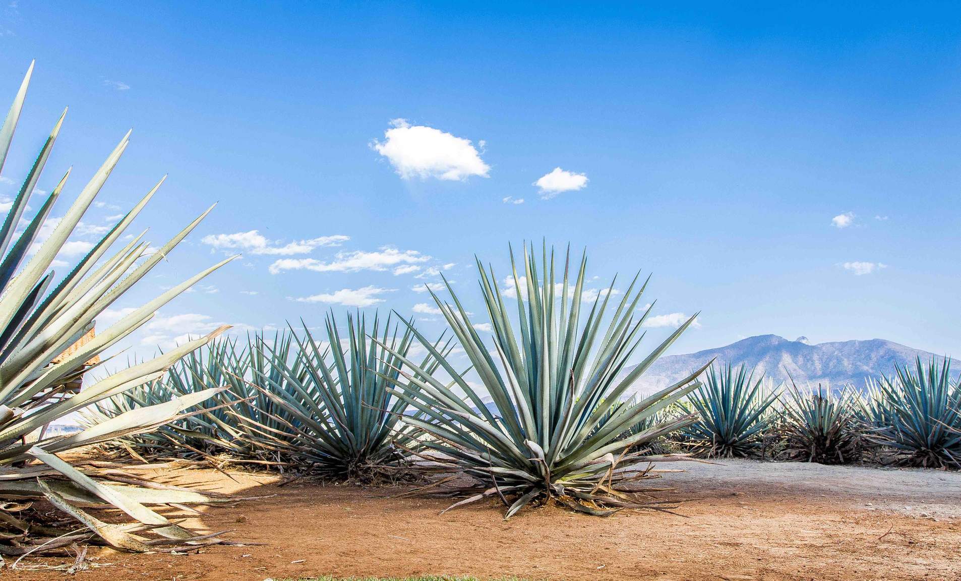 
24 de julho, Dia Nacional da Tequila nos Estados Unidos