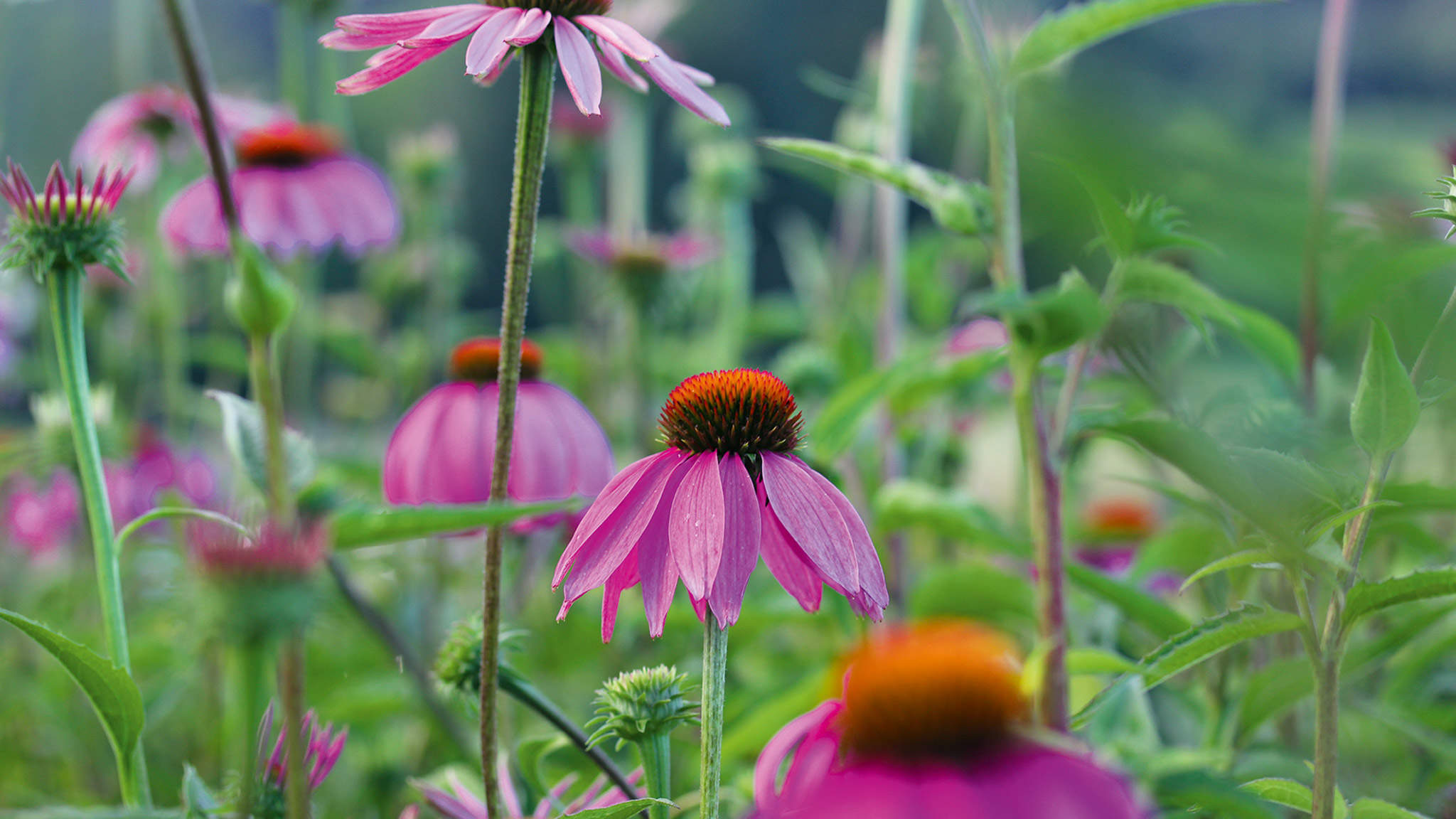 
A coneflora roxa (Echinacea purpurea), um membro da família do girassol, estimula o sistema imunológico.